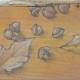 Carol Binns-Wood: Acorns from Desert Lake