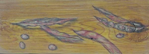 Carol Binns-Wood: "Beans from Our Garden"