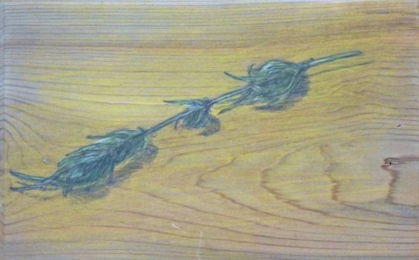 Carol Binns-Wood: "Blueberry Marijuana from Our Garden"