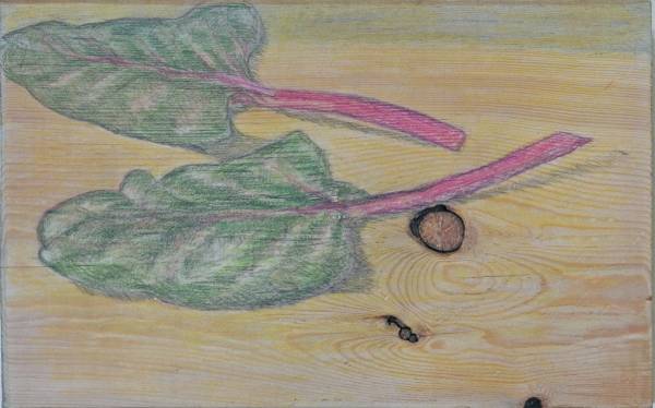 Carol Binns-Wood: Ruby Chard from Our Garden