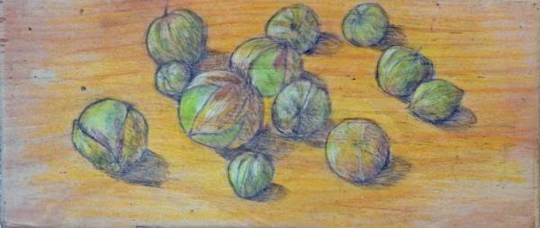 Carol Binns-Wood: Tomatillos from Our Garden